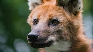 Poster for Dogs in the Wild: Defending Wild Dogs