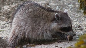 Poster for Raccoon Nation