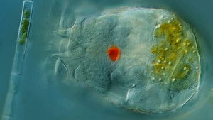 Poster for Journey Through the Body of a Rotifer