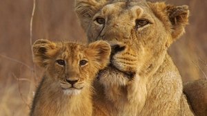 Poster for India's Wandering Lions