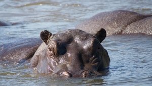 Poster for Hippos: Africa's River Giants