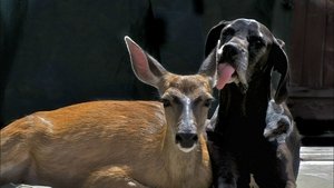 Poster for Animal Odd Couples
