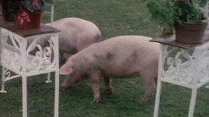 Poster for Pig's Lib