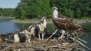 Poster for Season of the Osprey