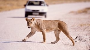 Poster for The Vanishing Lions