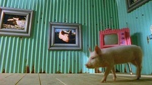 Poster for The Joy of Pigs