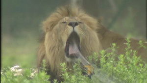 Poster for Obstacle at Lion Camel Ridge