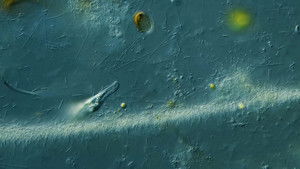 Poster for Tumbling Down Invisible Highways