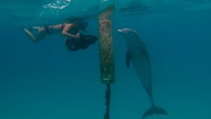Poster for Dances With Dolphins