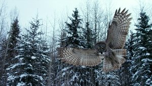 Poster for Canada: Surviving the Wild North