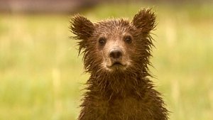 Poster for Bears of the Last Frontier: City of Bears
