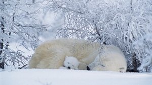 Poster for Arctic Bears
