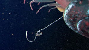 Poster for I'm Terribly Sorry