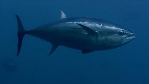 Poster for Tuna