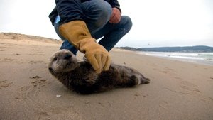 Poster for Saving Otter 501