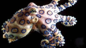 Poster for Australia's Little Assassins