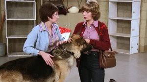 Poster for It's a Dog's Life