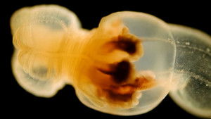 Poster for Where Is This Anemone Really From?