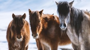 Poster for Equus: Story of the Horse: Chasing the Wind