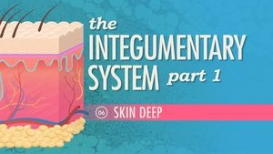 Poster for The Integumentary System, Part 1 - Skin Deep