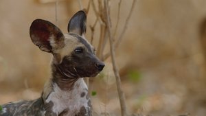 Poster for The Hot Springs Pack