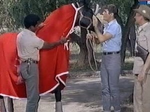 Poster for Judy and the Thoroughbred