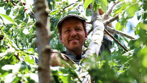 Poster for Cherries and Shingles