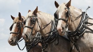 Poster for Horses
