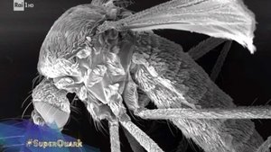 Poster for Tokyo Olympics, Turin's Egyptian Museum, and the police's technological arsenal