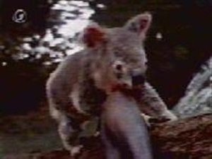Poster for The Scarlet Koala