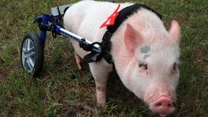 Poster for My Bionic Pet