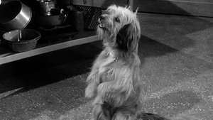 Poster for My Dog the Actor
