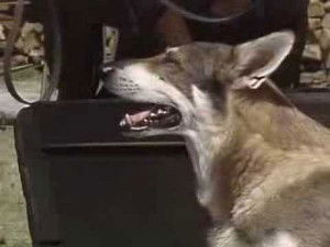 Poster for Prodigal Son