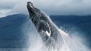 Poster for Fellowship of the Whales