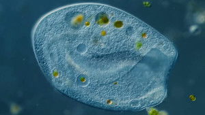 Poster for Bursaria: Giant Gravity-Sensing Vacuums