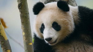 Poster for The most hostile environments for finding a partner