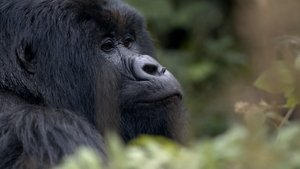 Poster for 11/28/2021: Hazing, Saving the Mountain Gorillas, Rita Moreno