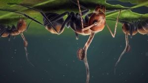 Poster for The Fungi That Turned Ants Into Zombies