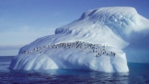 Poster for Penguins of the Antarctic