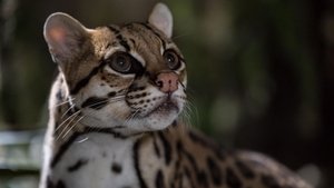 Poster for American Ocelot