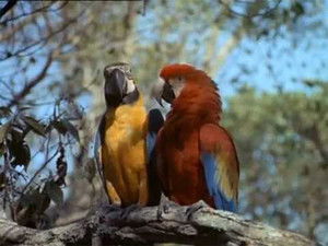 Poster for Disaster in the Everglades (1) Poster for Disaster in the Everglades (1)