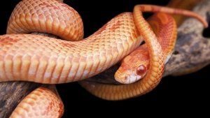 Poster for The Reptiles: Snakes