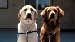 Poster for Extraordinary Dogs