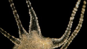 Poster for The Beautiful, Brutal Tentacles of Hydra