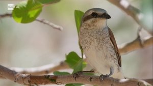 Poster for Microscopic entomology and 3D mammography