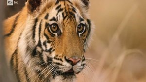 Poster for Johnson Space Center, the Rimini purifier