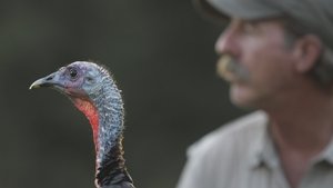Poster for My Life as a Turkey