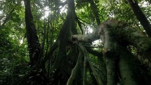 Poster for The Dark Jungle: Equatorial African Forests