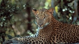Poster for Leopards of Yala