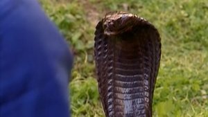 Poster for Snakes, Snakes Everywhere